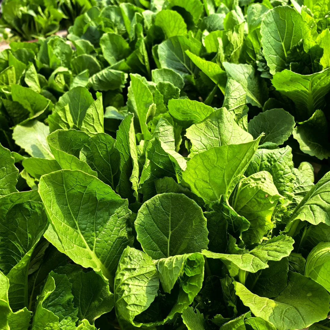 农家现拔牛粪绿梗小白菜2斤包邮