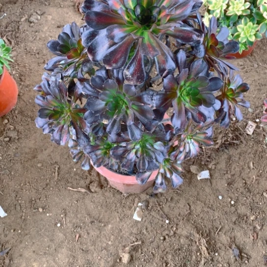 无花朵149多肉植物晚霞