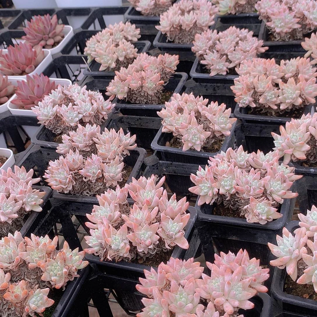 两颗白菊3467889999900