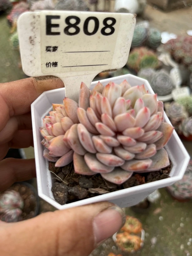 玉芙蓉808多肉一物一拍