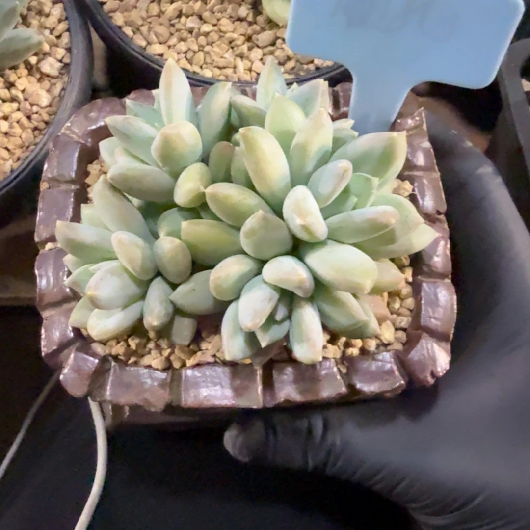 索菲亚美人11111111111111111