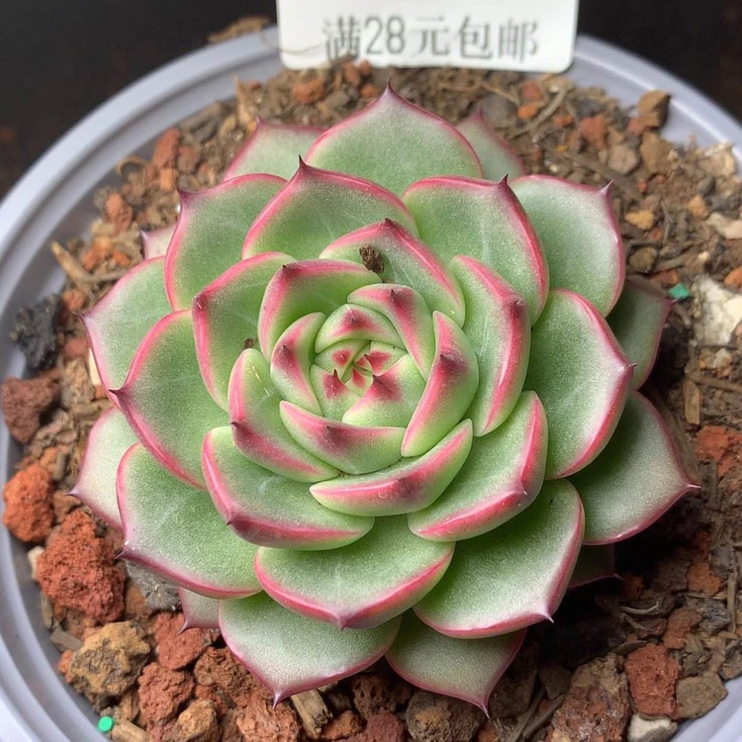 【闪购商品】云806号