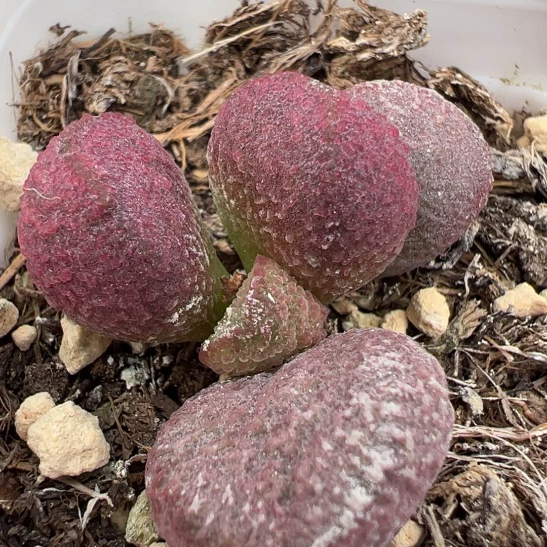 夏娃水泡多肉植物水泡泡