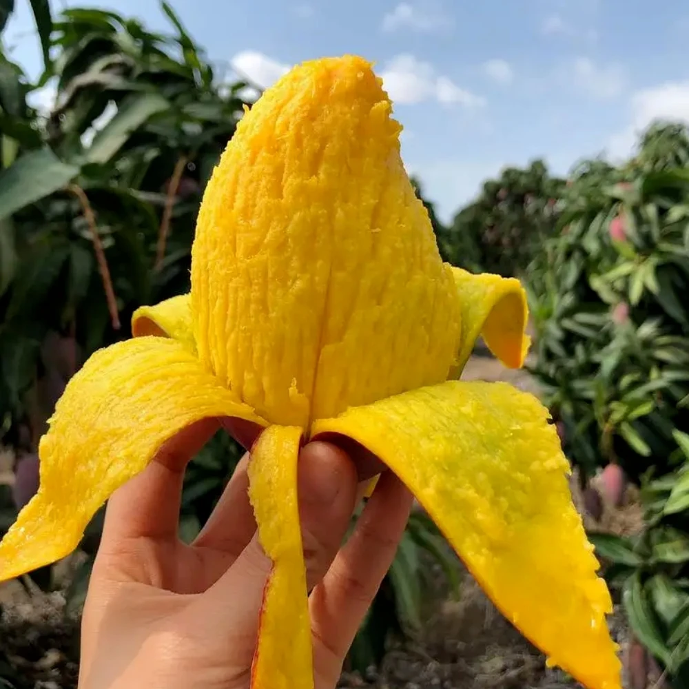 海南贵妃芒新鲜采摘应季鲜果放熟吃现货包邮