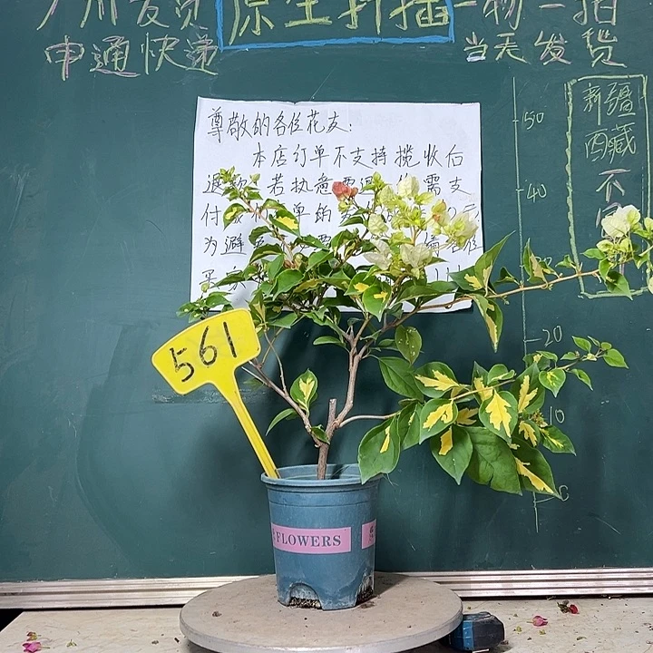 全部花苞 金心橙白  561