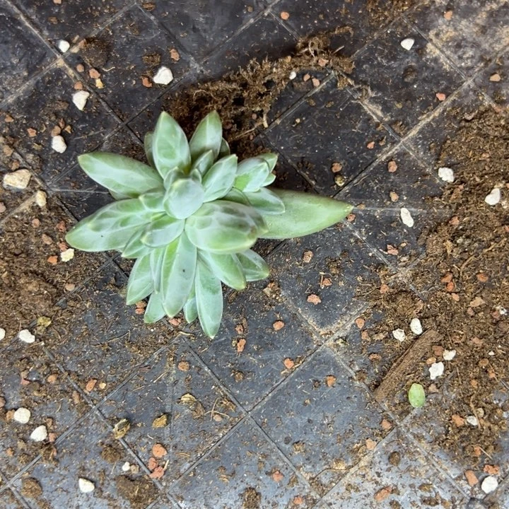 抓***涯草履虫凤羽缀化一颗