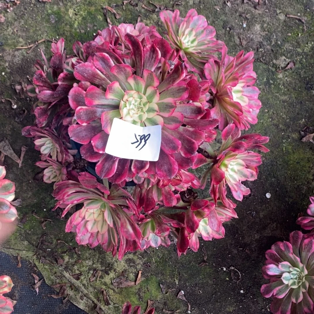 不开花植物599号红彤白多肉1颗