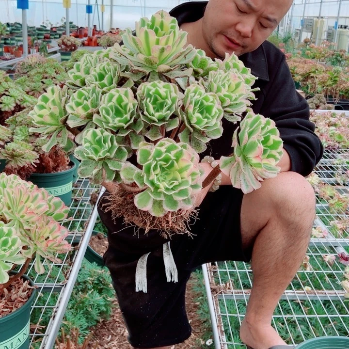 大颗白凤多肉法师