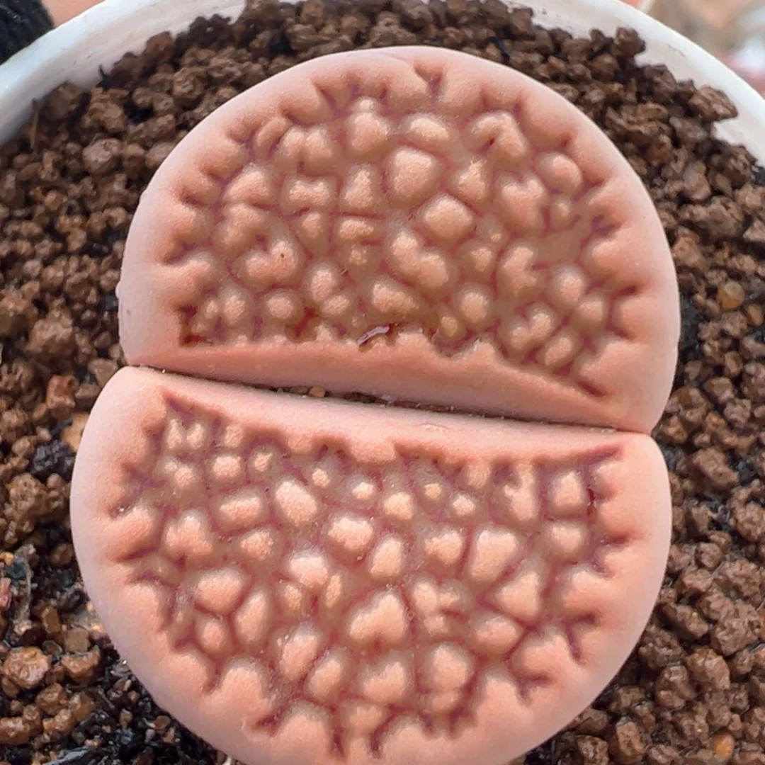 红巴黎母本多肉植物百科