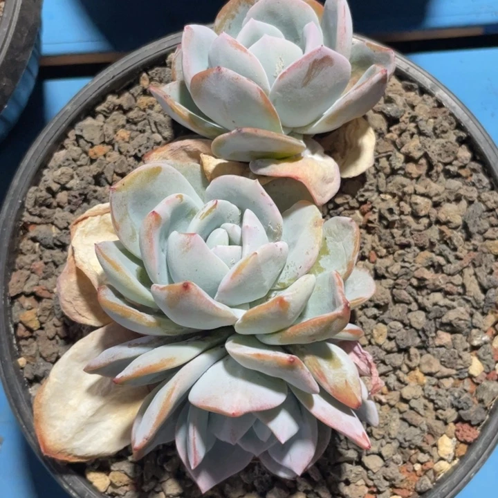 3头无砍粗腿韩版奶茶