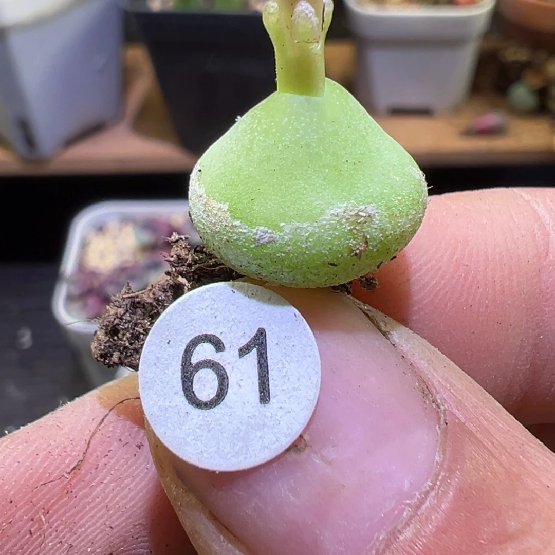 多肉植物11111111111