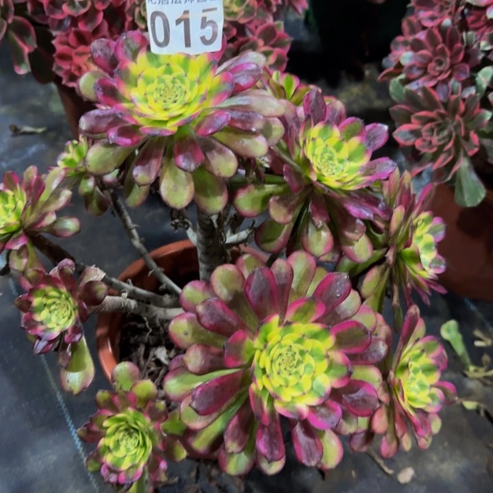 维纳斯015000000000