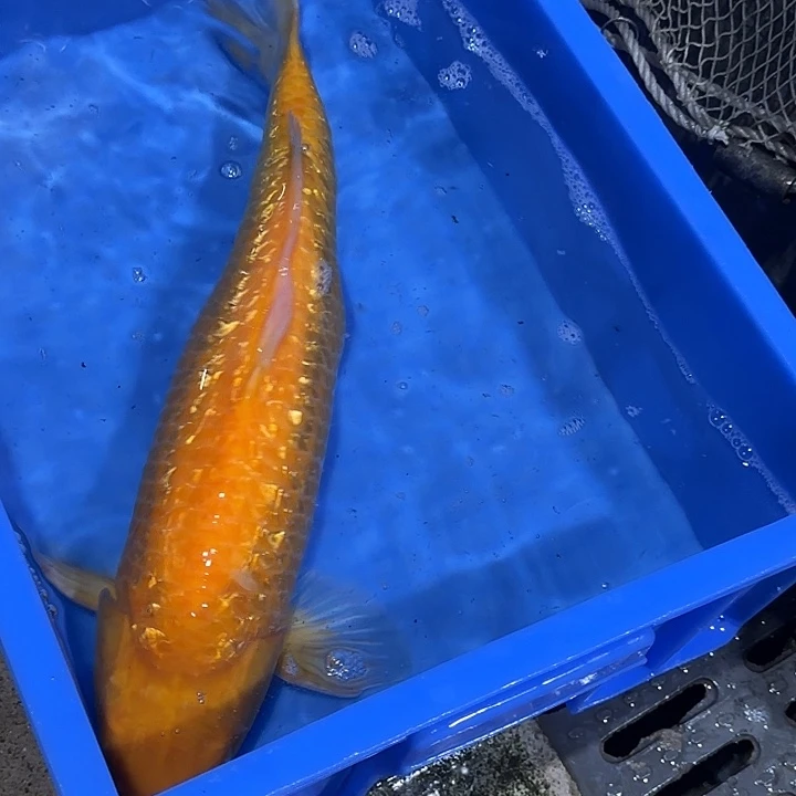 海水赤目芒果介子