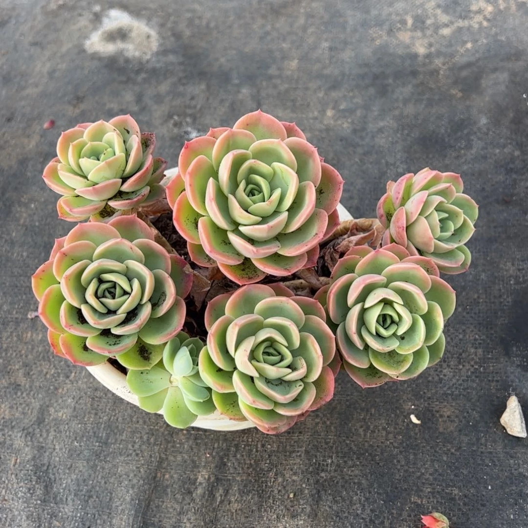 哈密瓜六头起多肉植物