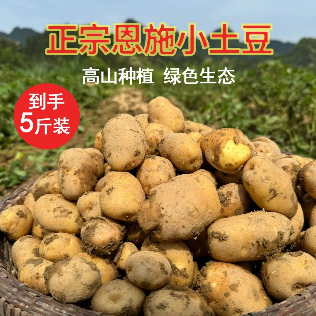 甄选2025新鲜恩施小土豆5斤装黄心迷你马铃薯农家自种高山食品
