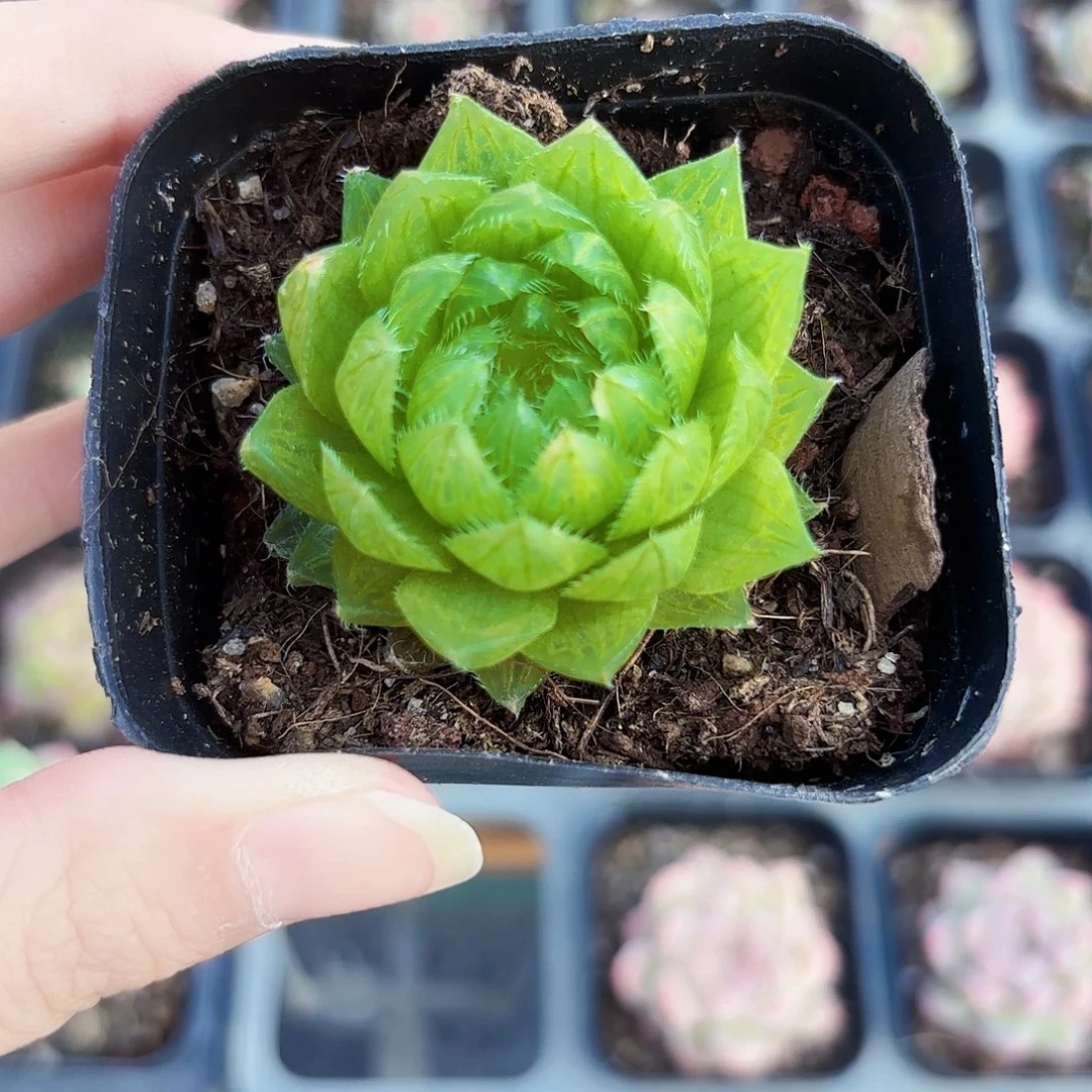 精品蝉翼玉露多肉植物