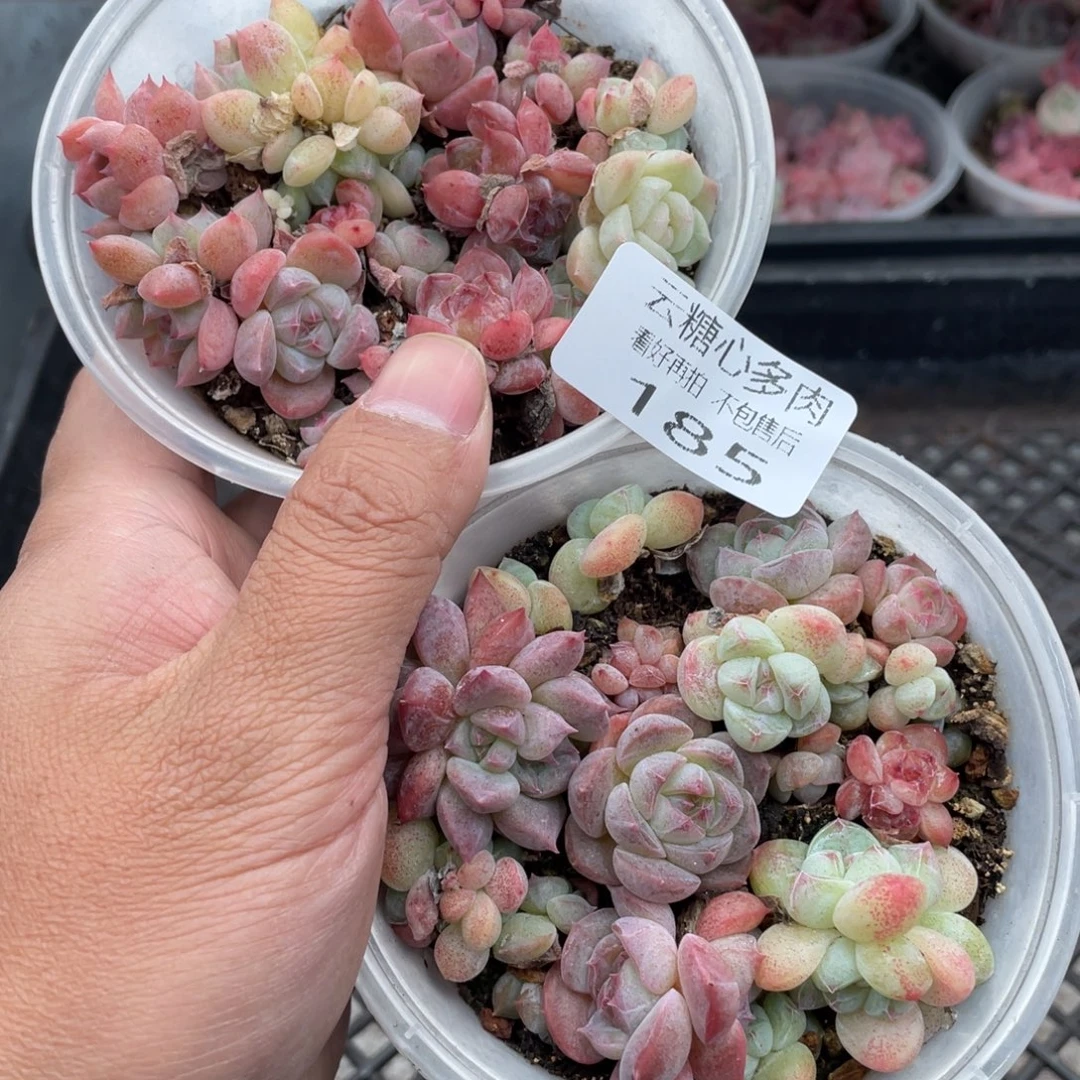 云糖心多肉植物185