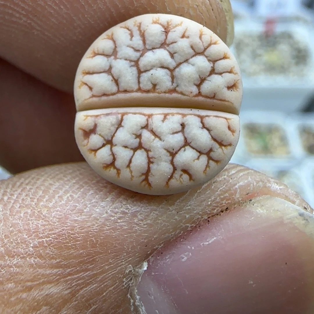 304 生石花大棚直播