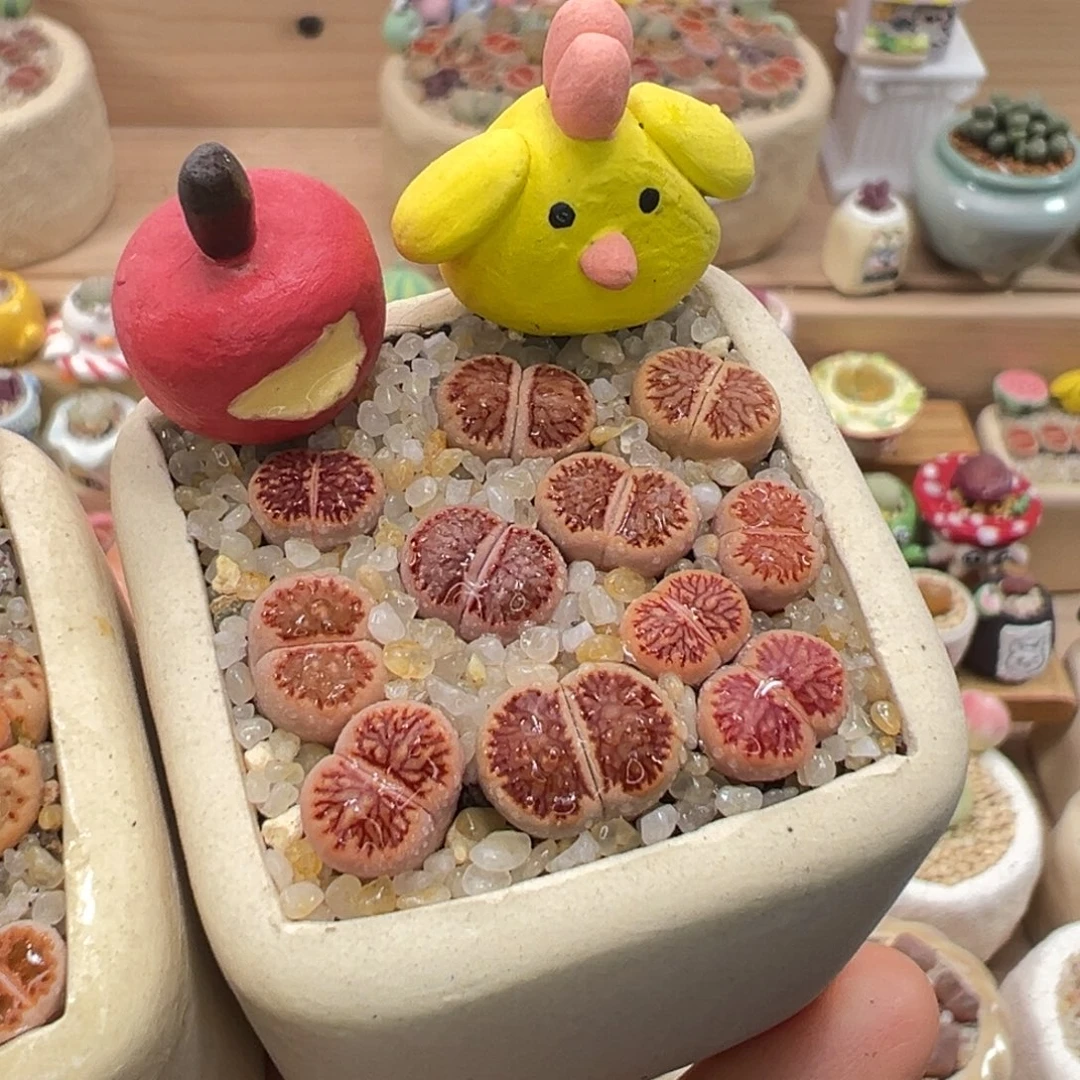 多肉植物83号红窗菊