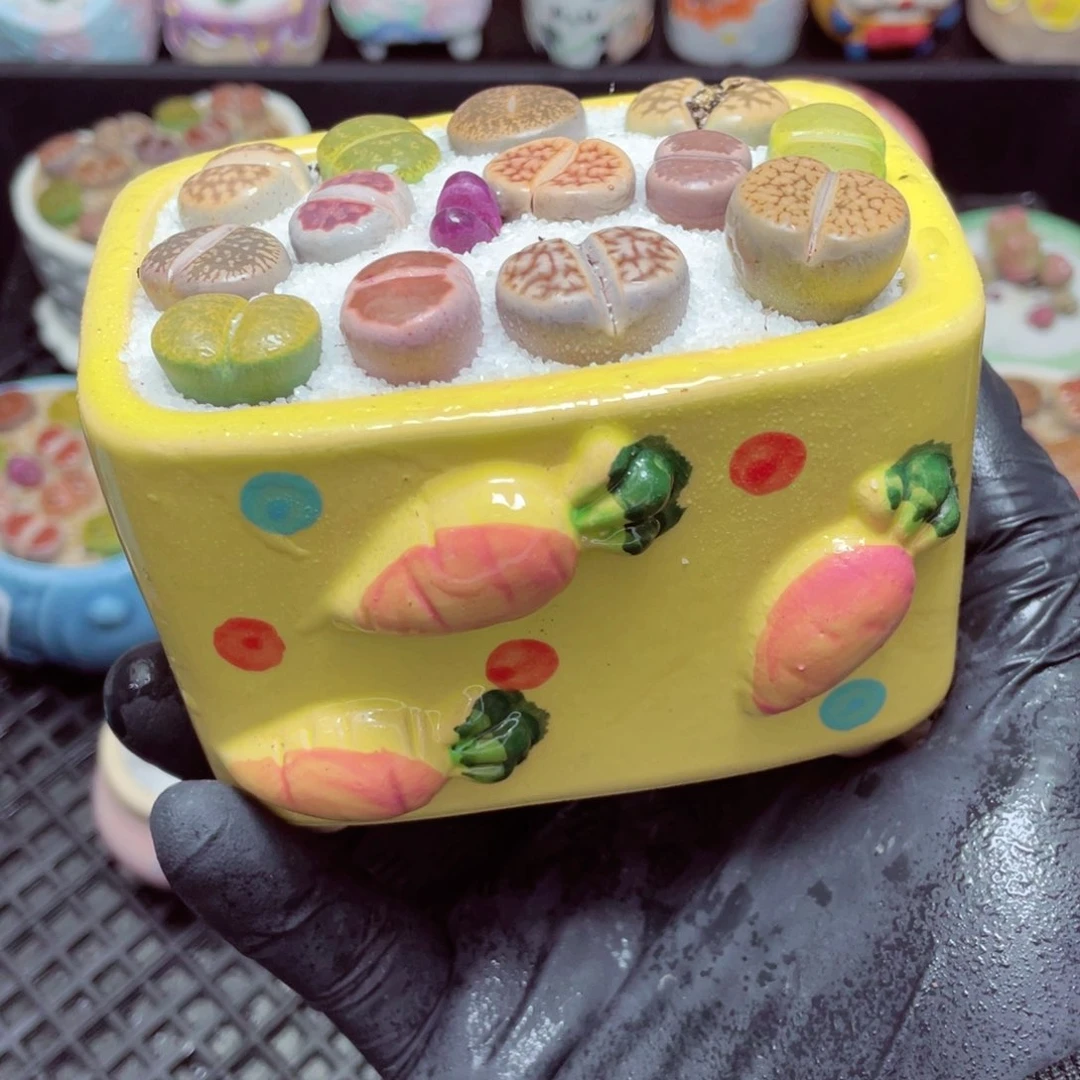 w1767--带盆土发货，零下地区拍保温箱