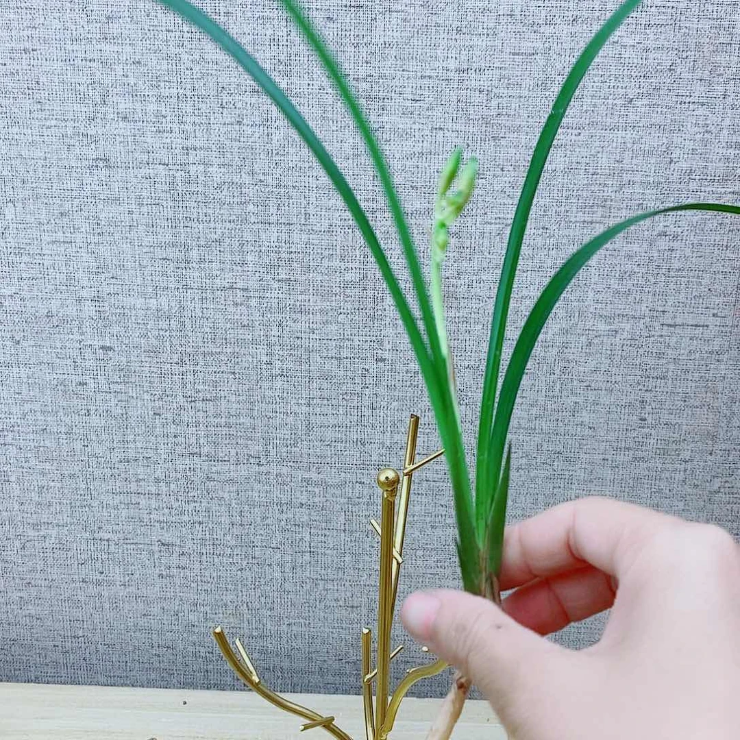 当前无花栽培后可以开花半