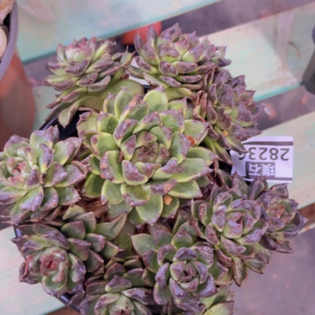 【闪购商品】墨玉手捧28236