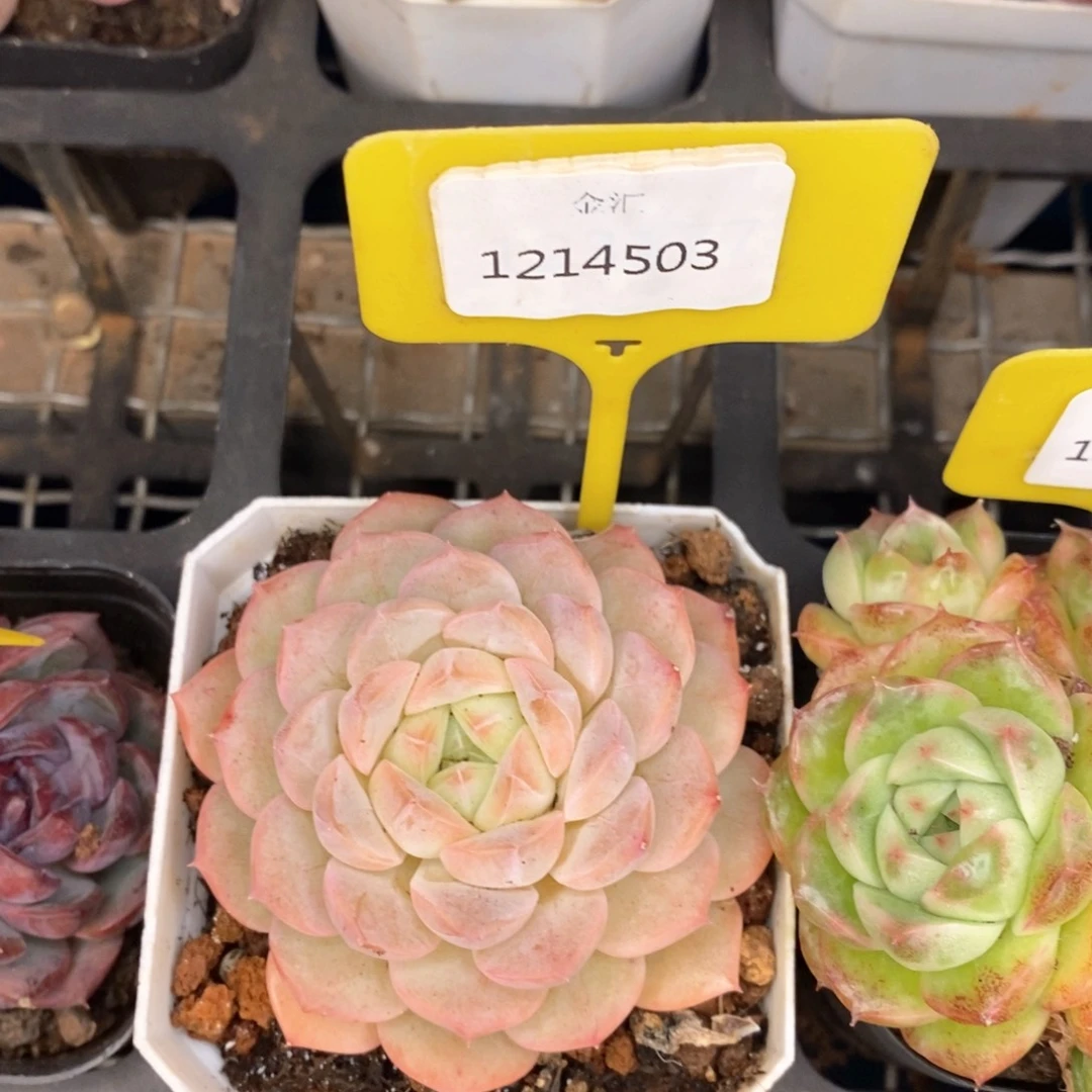 福利多多。1214503