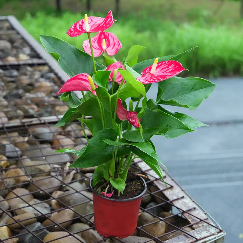 土培红掌盆栽带花易活四季开花卉绿植物室内办公室好养