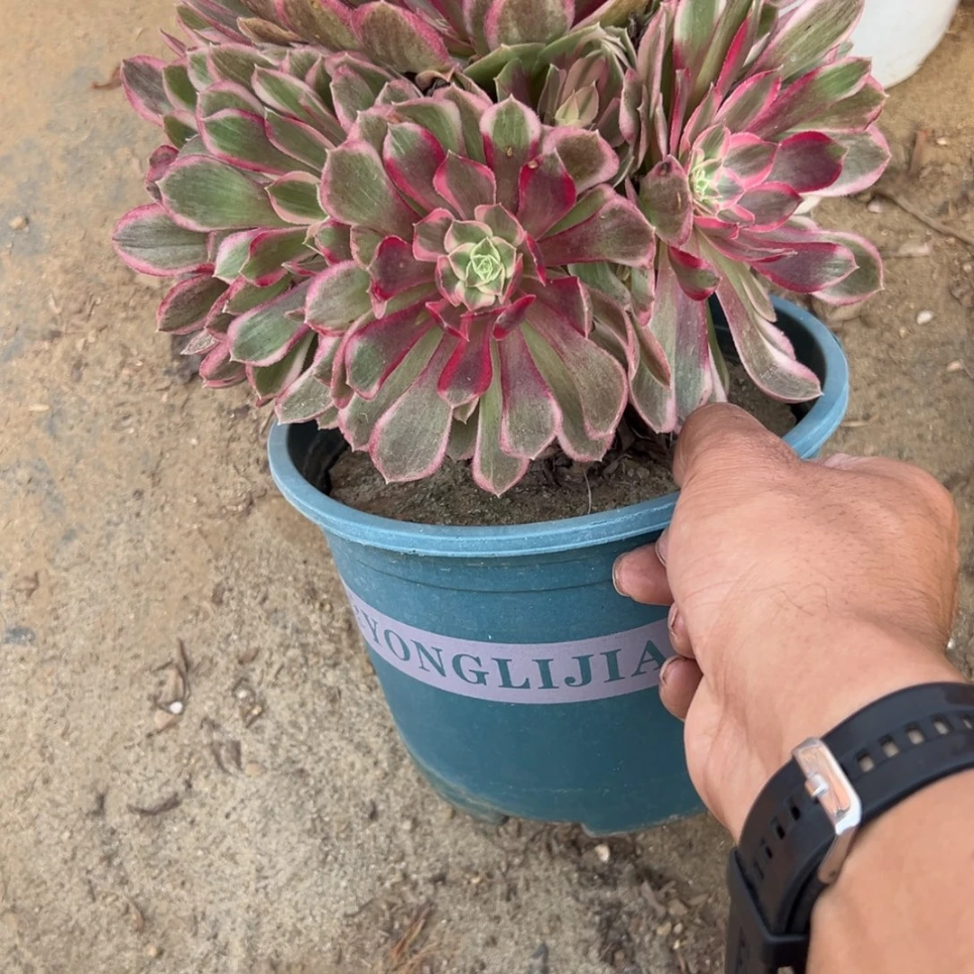 683孔雀翎多肉植物法师多肉