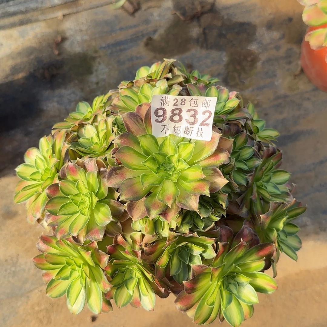 多肉植物韶华9832