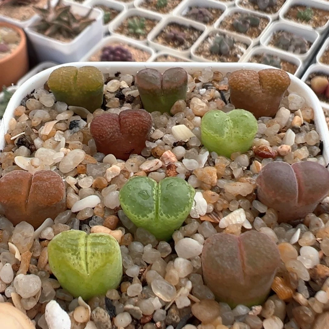 82多肉植物百科知识