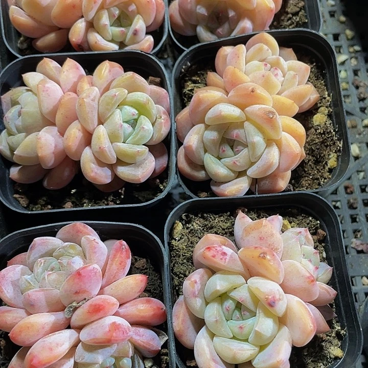 双头大刚毅带盆土