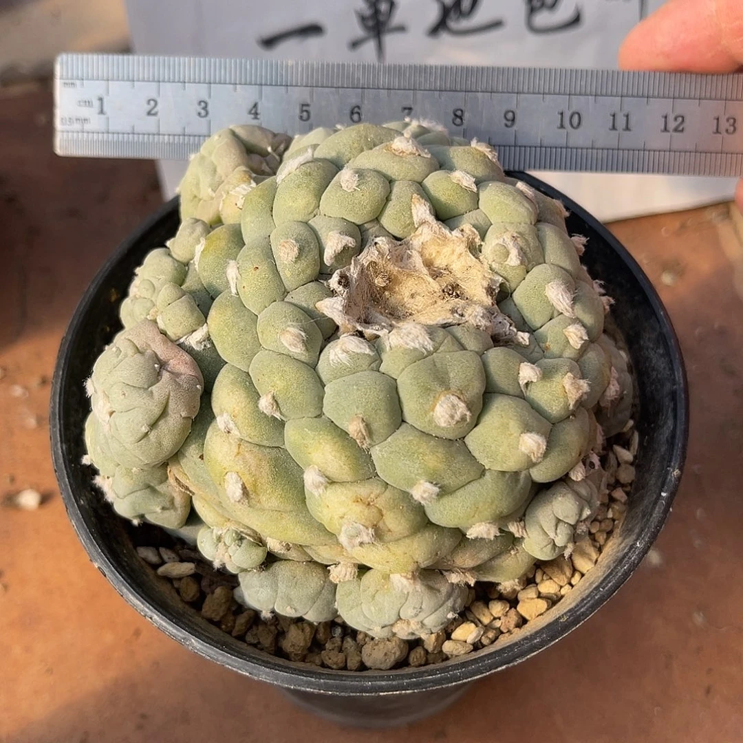 日系大尤龟甲鱼群根系少