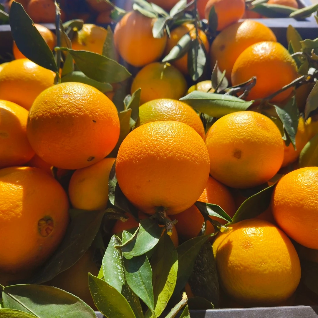 秭归果冻橙10元/3斤