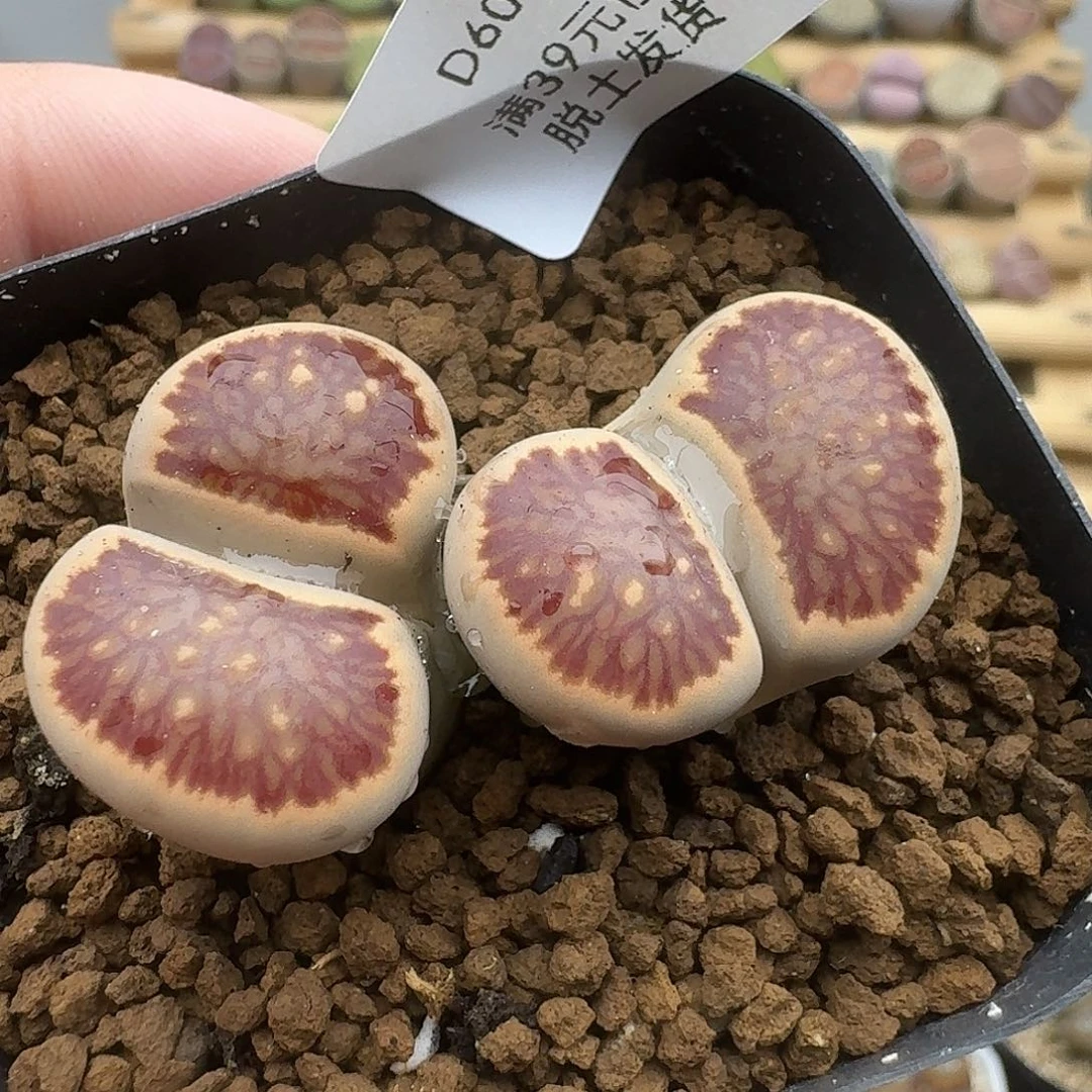 608多肉哈哈哈哈哈哈哈哈