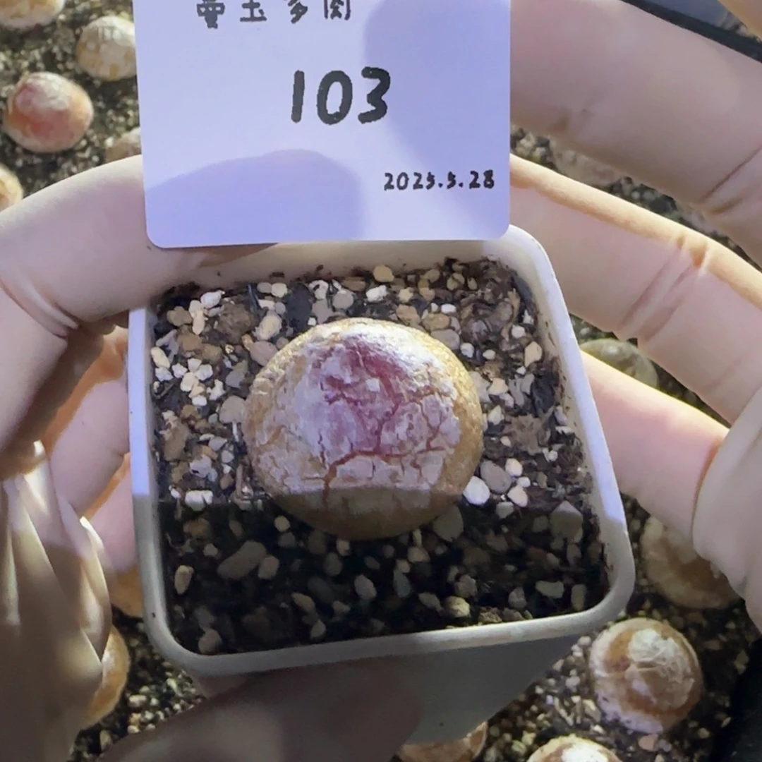 M****.多肉多肉多肉5.28-103