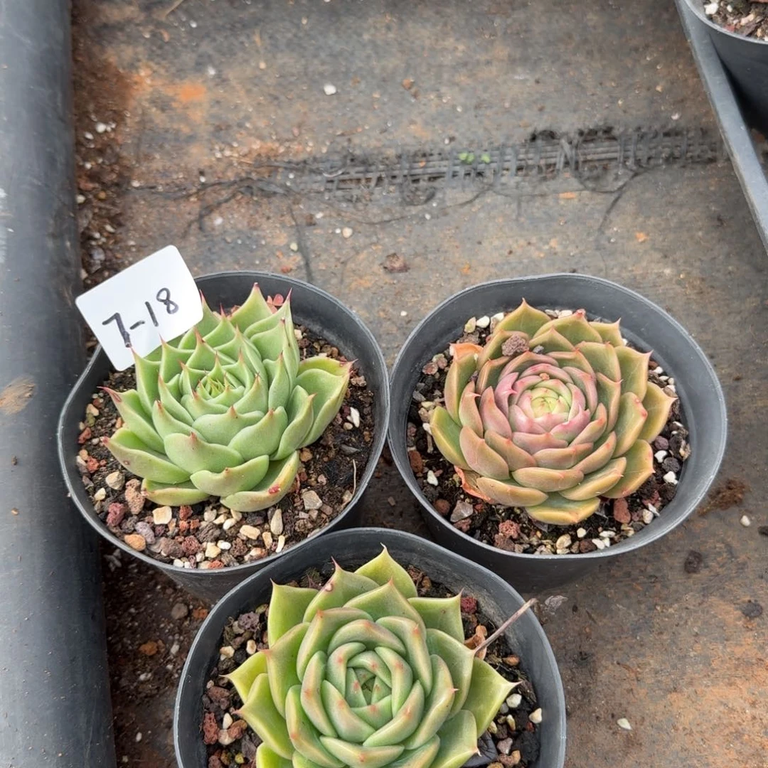 海胆三颗两绿一带色量拍发货7-18