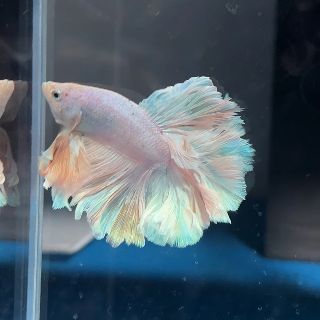 斗鱼67号破价清一些鱼