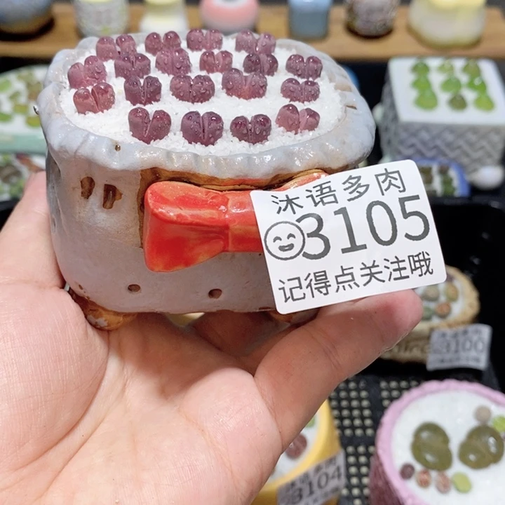 精美盆栽 一物一拍 3105