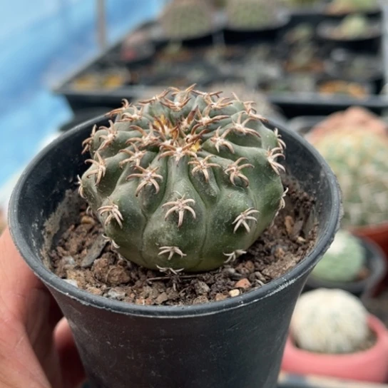 当前无花栽培后可以开花实生猫爪圆盘玉