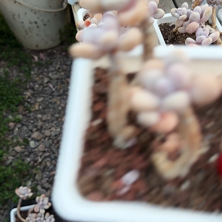 l***+多肉植物一物一拍