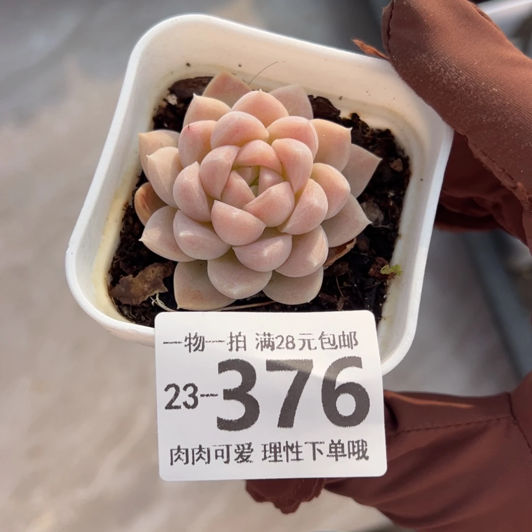 奶油美人多肉多肉多肉