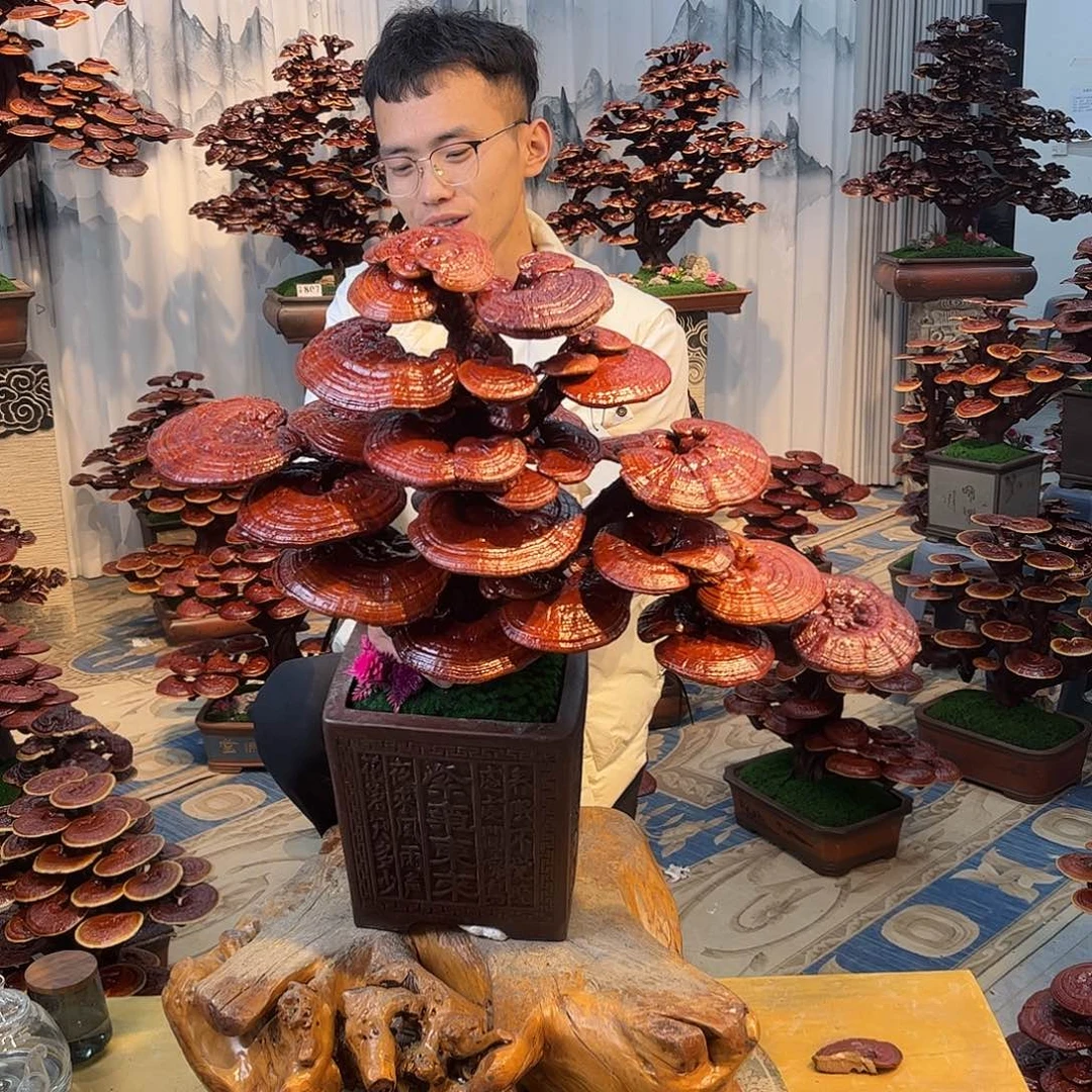 无花朵8888888888888