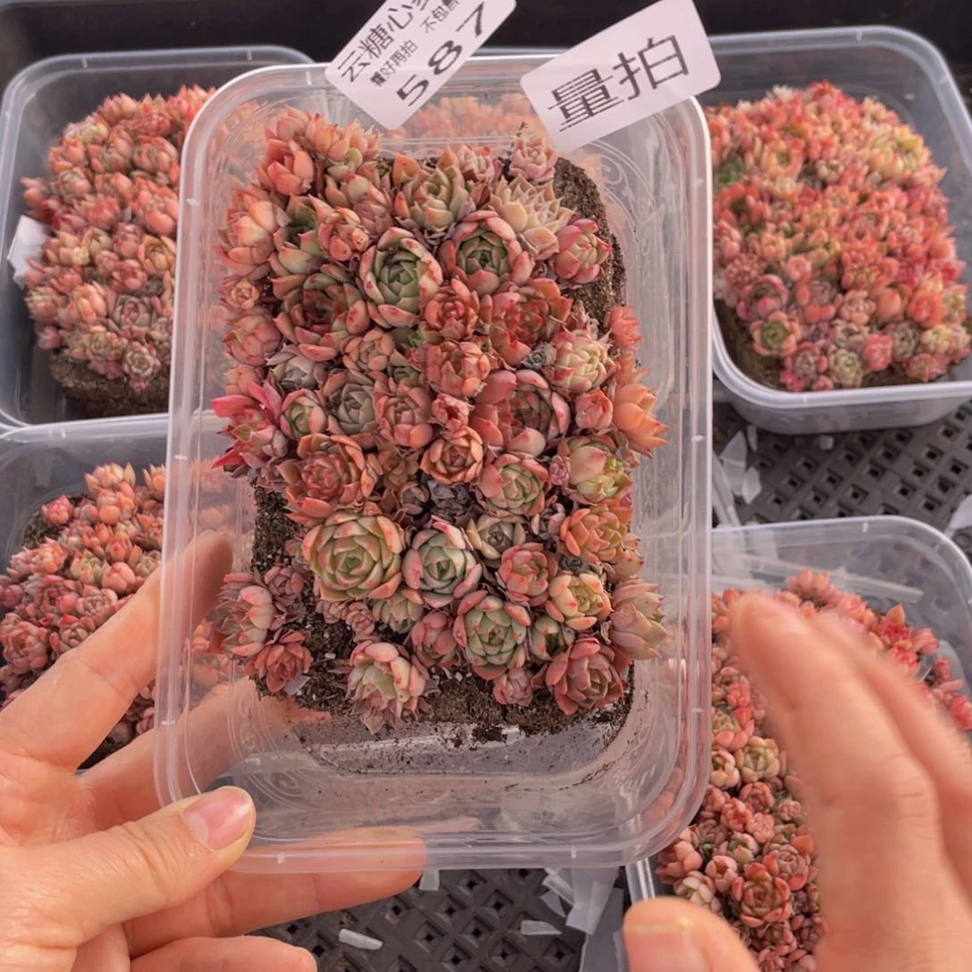 云糖心多肉植物587