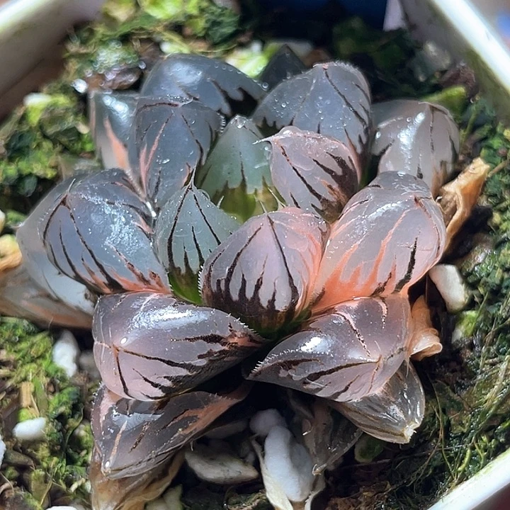 794水凝玉露锦特选福利