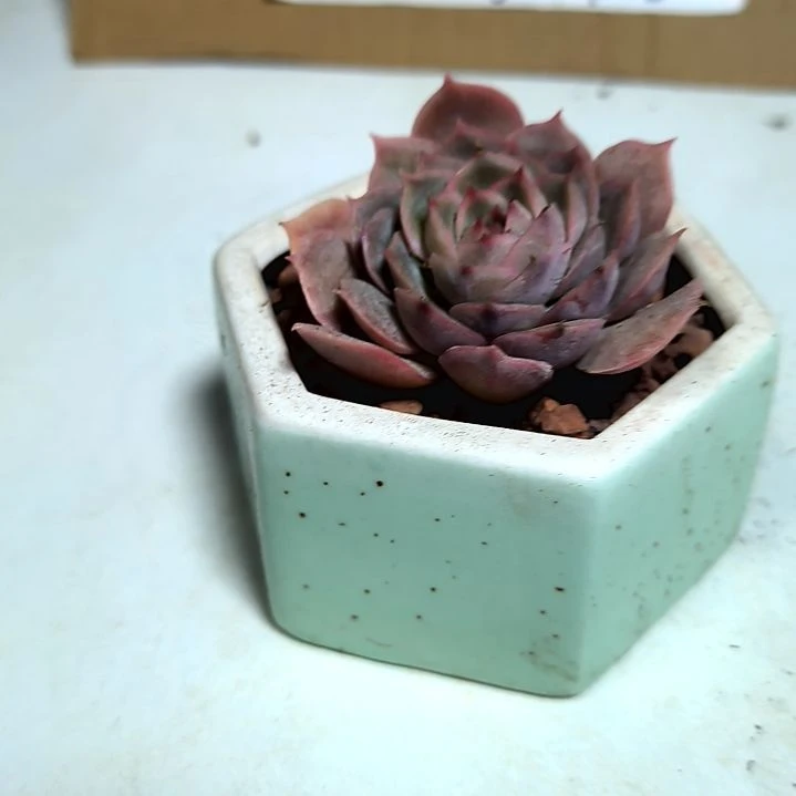 满9元包邮，昂斯洛三颗