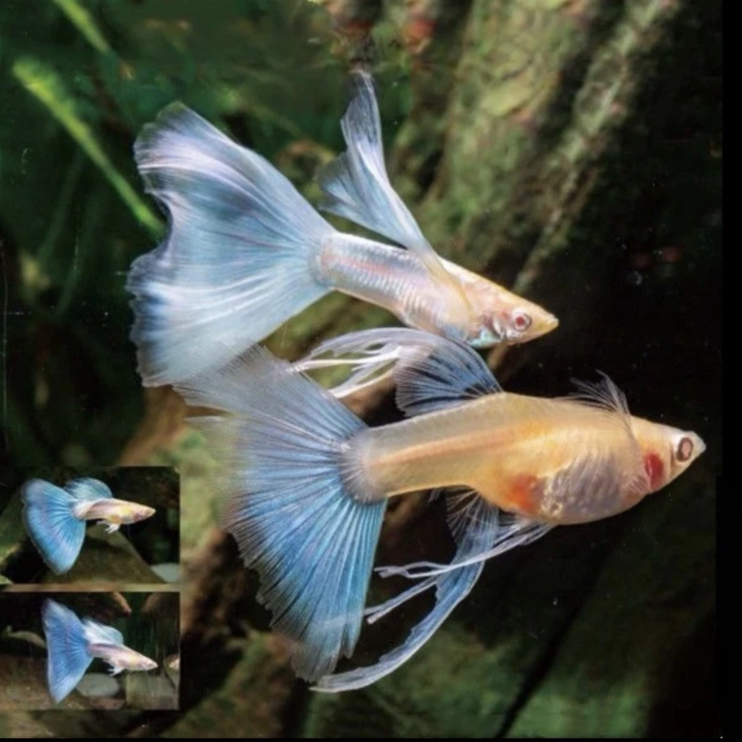 天空蓝爆肚大c种鱼