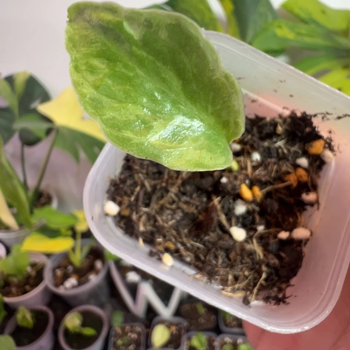 李***白完全开放龟背竹种苗