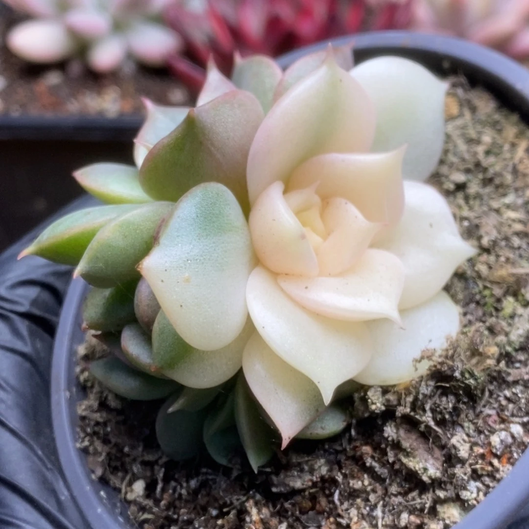 777贝加尔湖锦锦锦锦锦锦