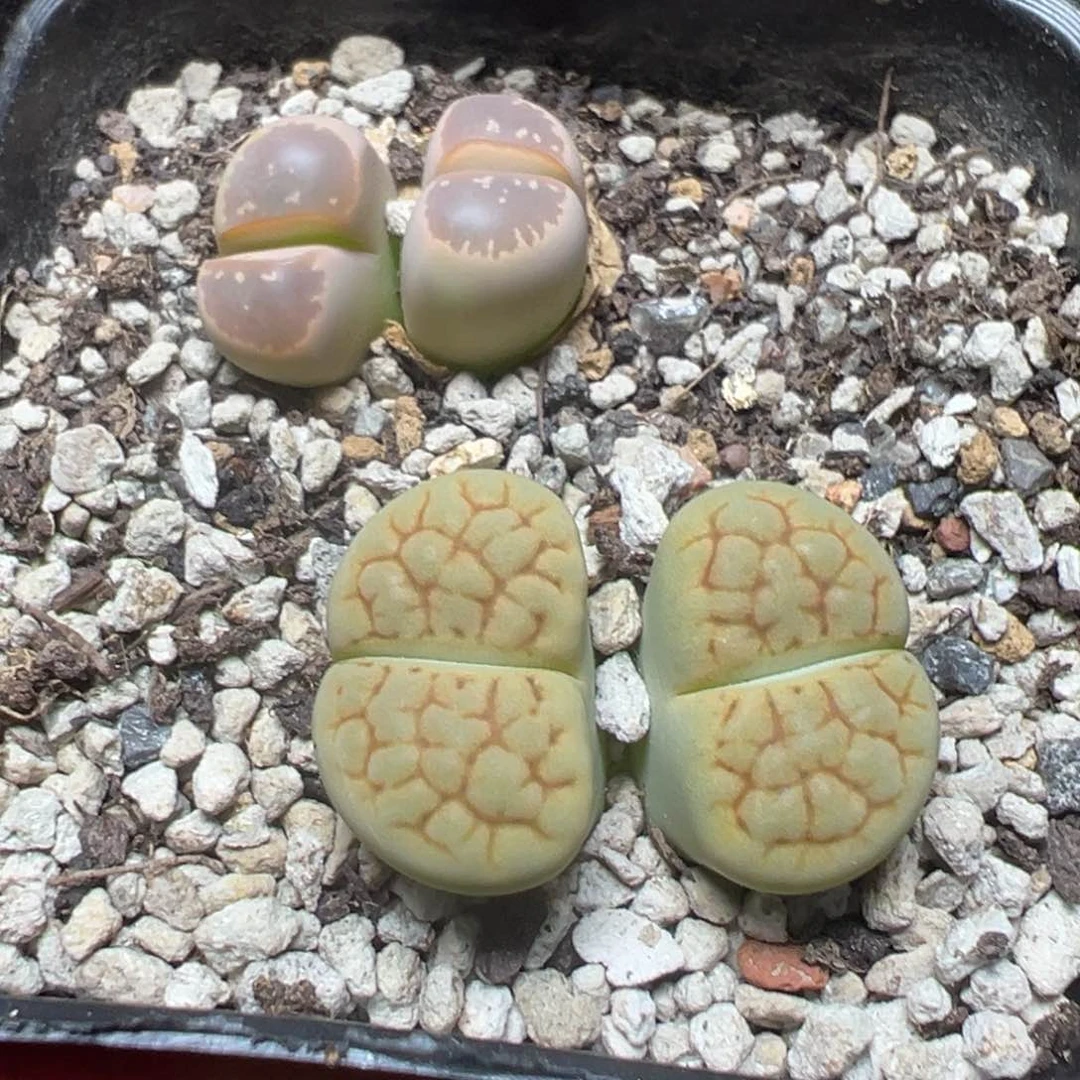 【闪购商品】 1119。